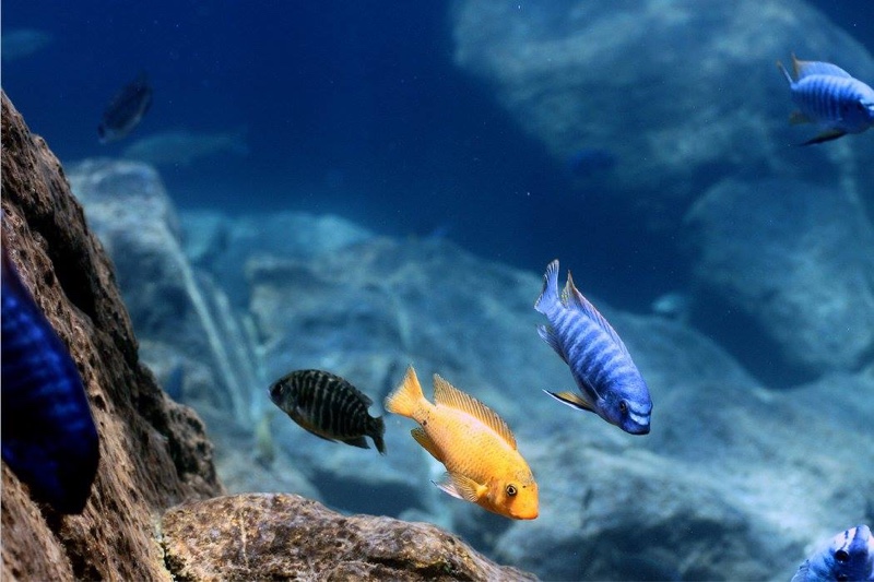 Labeotropheus fuelleborni 'Chiwi Rocks'